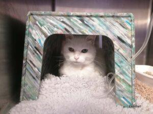 cabane-chat-cabane-Biscaye_ plastique recyclé - collecte valorisation déchets vétérinaires