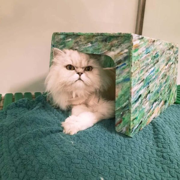 cabane à chats recyclage plastique vétérinaire plast to be